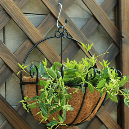 Hanging basket, flower pot, coconut palm, pastoral wall hanging, succulent plant, green ivy, hanging basin